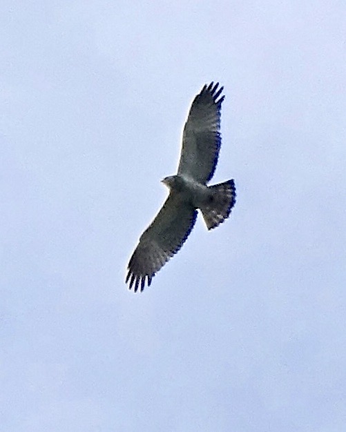 honey buzzard